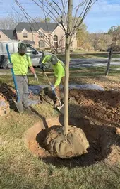 Award Services LLC. Your Go-To and Trusted Commercial Landscape Tree & Shrub Planting services. Serving the Lehigh Valley, Bucks, and Montgomery counties.