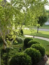 Award Services LLC located in the heart of Coopersburg, PA, Lehigh Valley. Providing residential tree and shrub planting services.